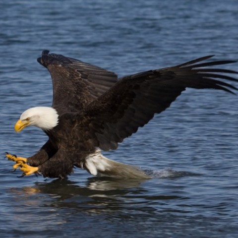 eagle hunting fish