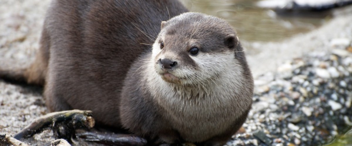 river otter on shore