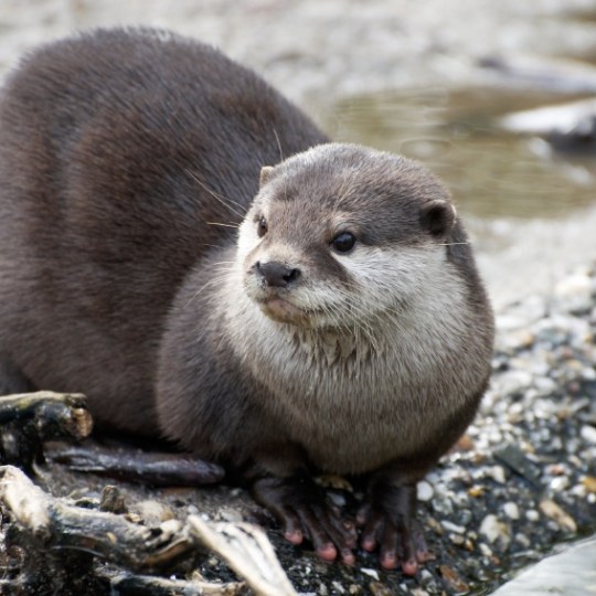 river otter on shore