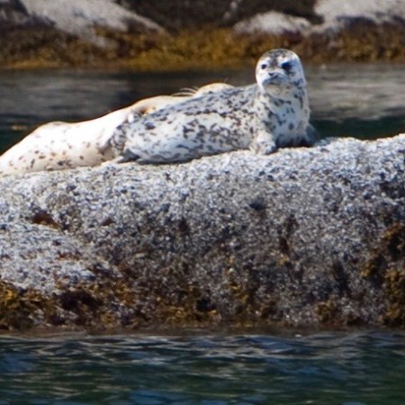 seals on a rock