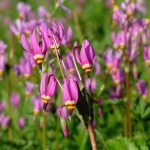 a close up of a flower