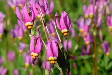 a close up of a flower