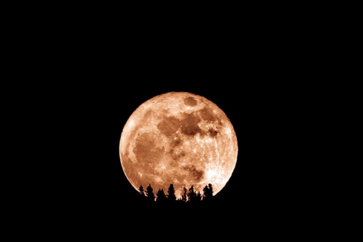 full moon behind trees