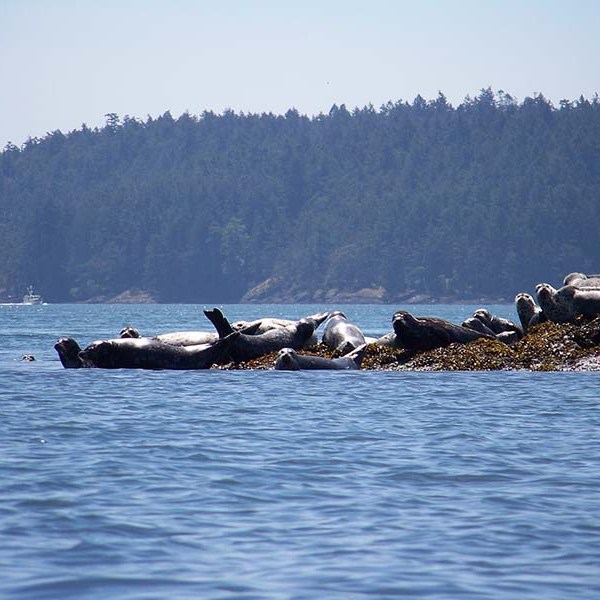 seals on a sunny rock