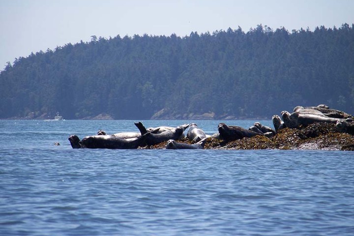 seals on a sunny rock