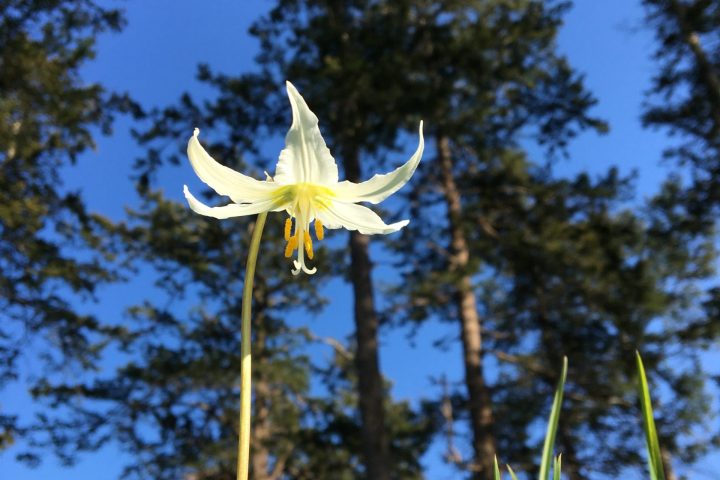 white lily with fir trees in the background