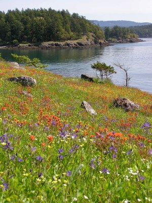 wildflowers on a slope