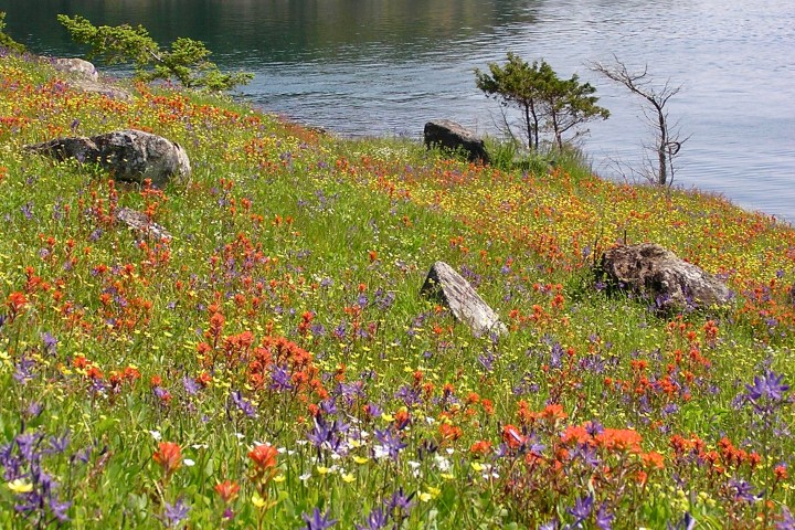 wildflowers on a slope