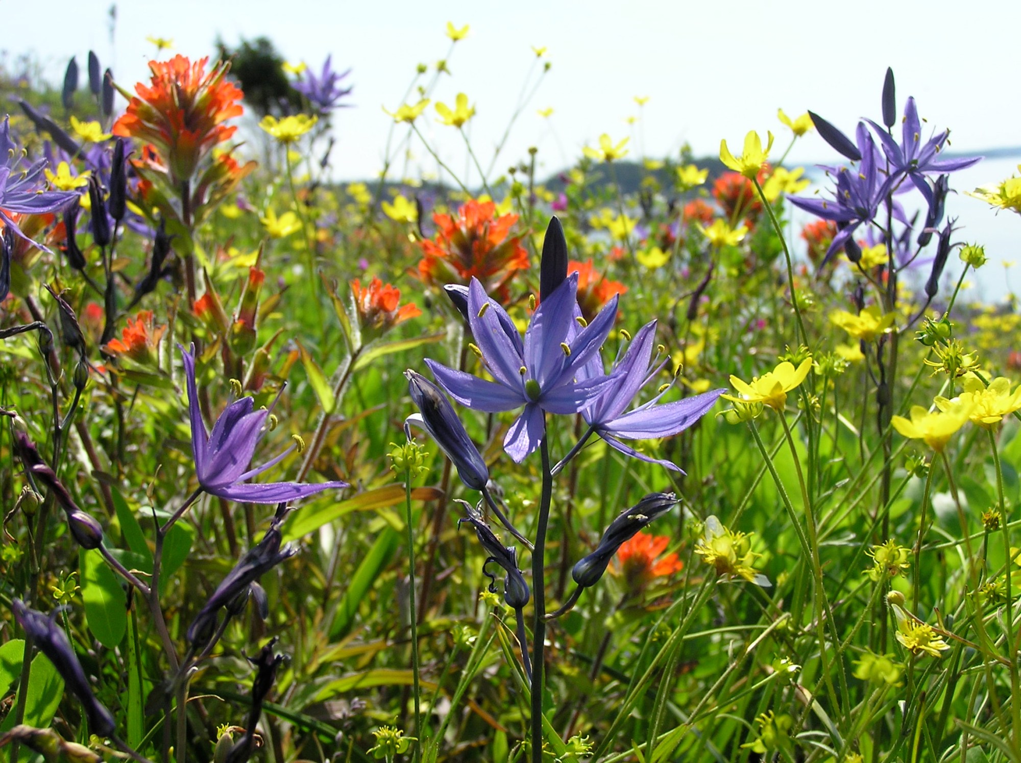 a group of colorful flowers in a field