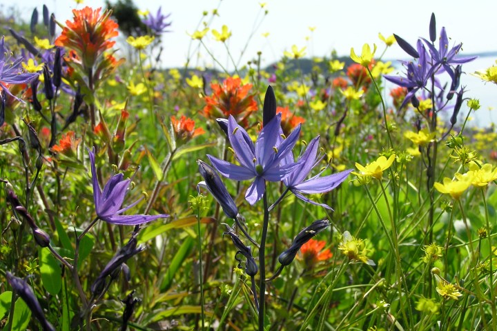 a group of colorful flowers in a field