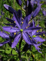 close up of a purple flower