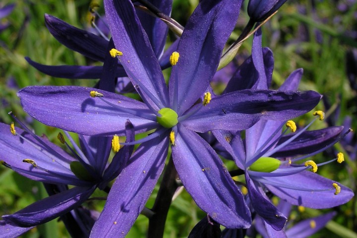 close up of a purple flower